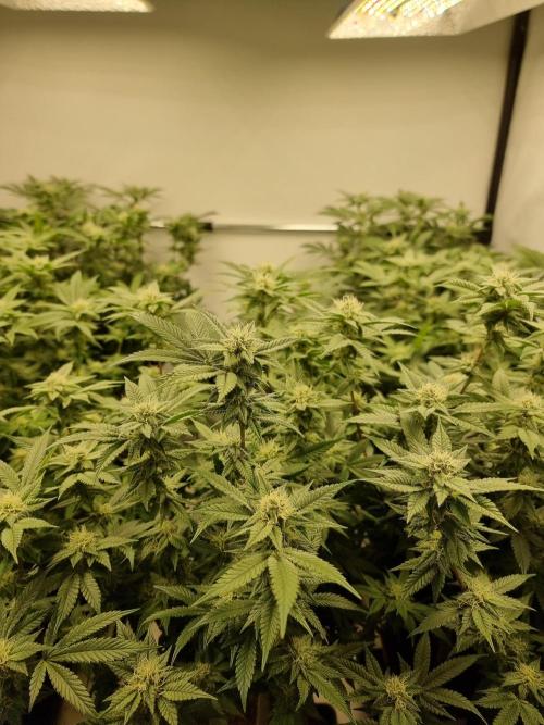 Monster cropped. Lemon cherry gelato. Week 21 - All filled back in,  I might defoliate a little more.