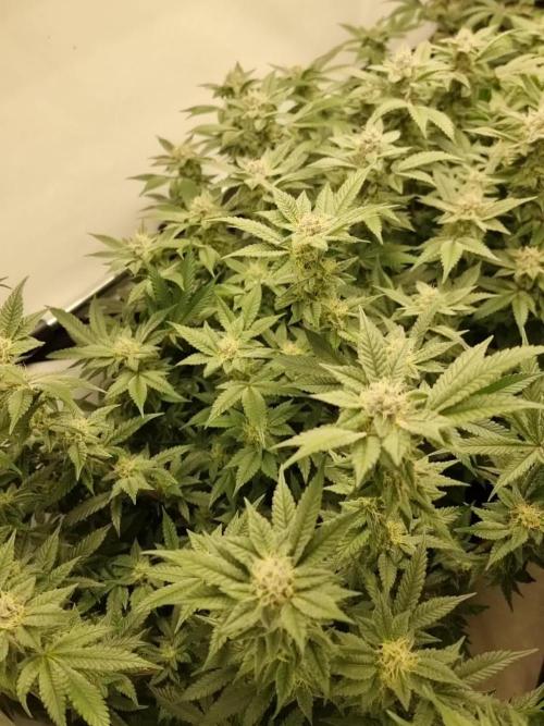 Monster cropped. Lemon cherry gelato