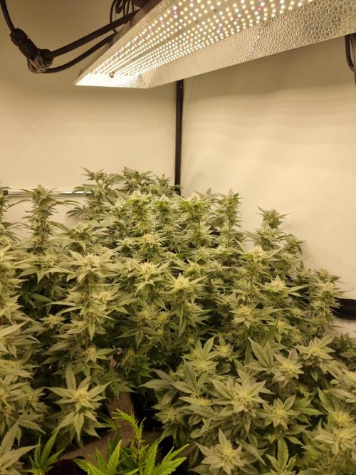 Monster cropped. Lemon cherry gelato. Week 22