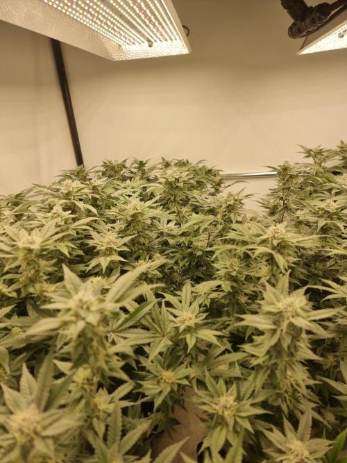 Monster cropped. Lemon cherry gelato. Week 22 - Filling after the defoliation.