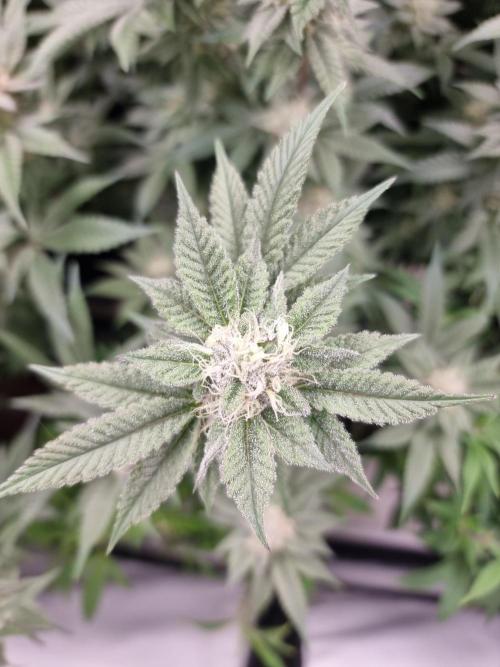 Monster cropped. Lemon cherry gelato. Week 22 - Trichomes. 