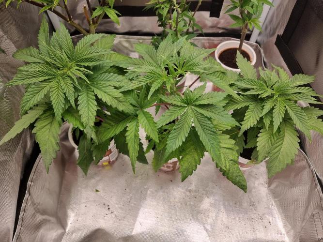 Blue zushi. dutch passion.. Week 4