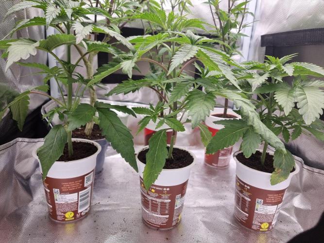 Blue zushi. dutch passion.. Week 4