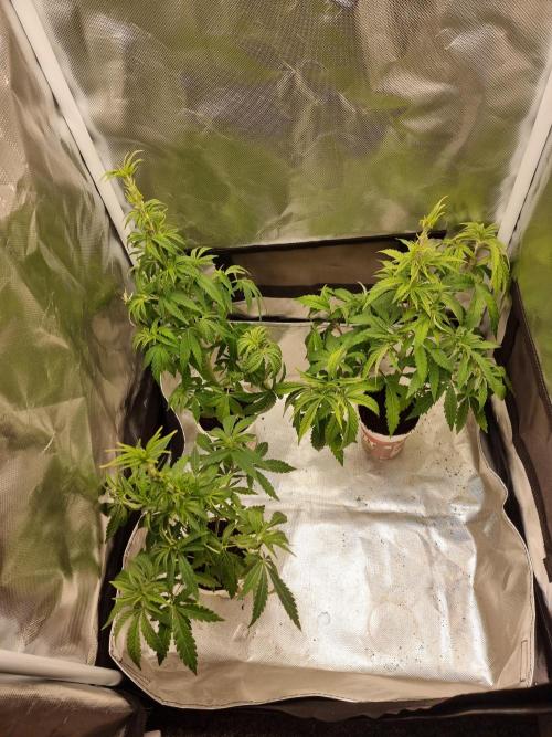 Blue zushi. dutch passion.. Week 5