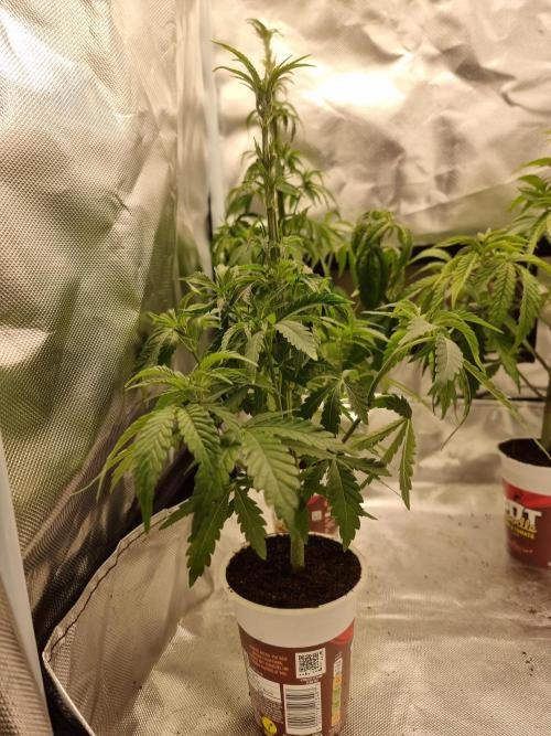 Blue zushi. dutch passion.. Week 5