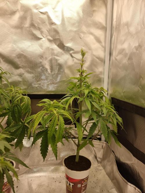 Blue zushi. dutch passion.. Week 5