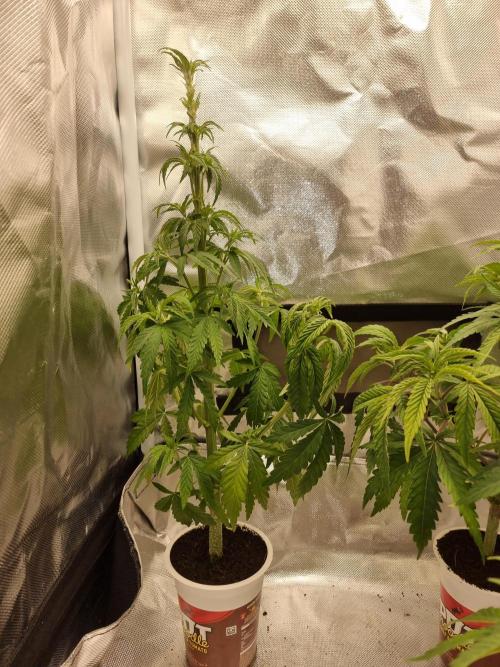 Blue zushi. dutch passion.. Week 5