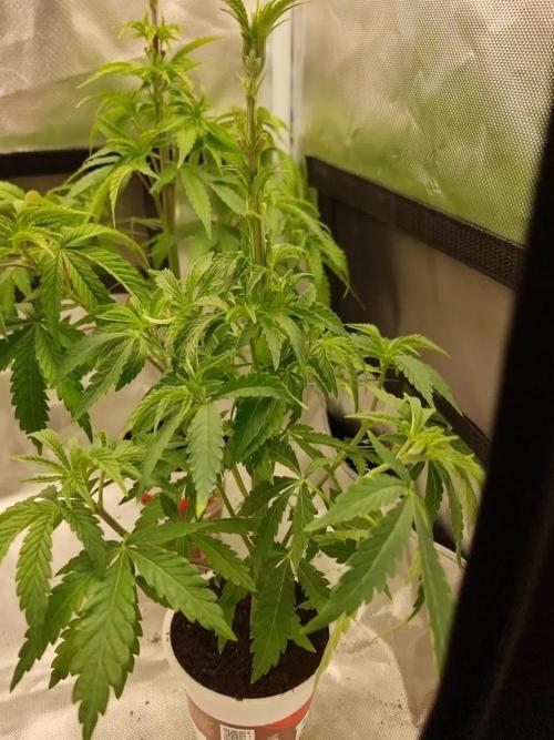 Blue zushi. dutch passion.