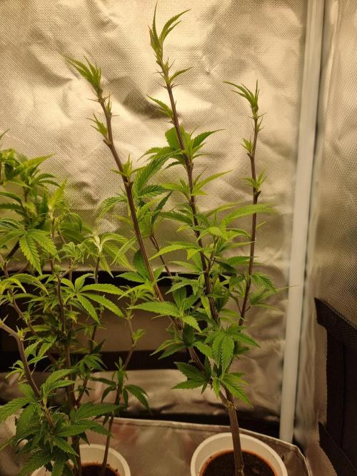 LCG cuttings.. Week 5