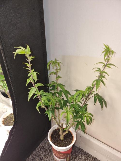 LCG cuttings.. Week 6