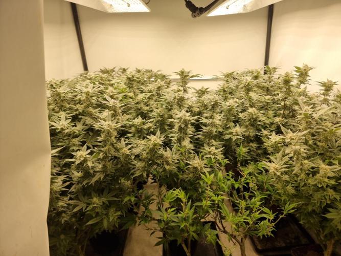 Monster cropped. Lemon cherry gelato. Week 23