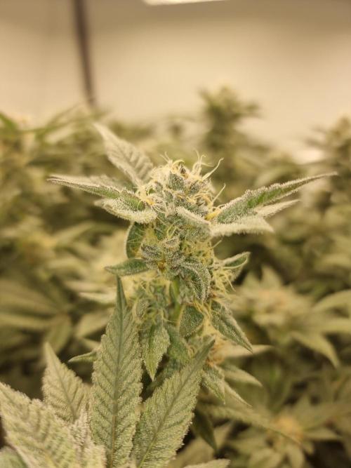 Monster cropped. Lemon cherry gelato. Week 23