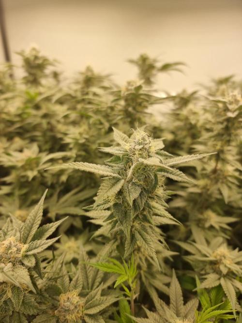 Monster cropped. Lemon cherry gelato. Week 23