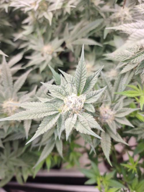 Monster cropped. Lemon cherry gelato. Week 23