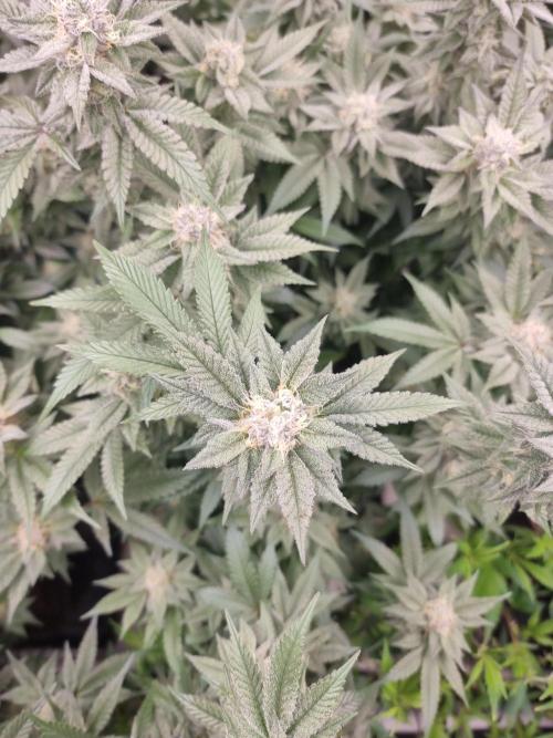 Monster cropped. Lemon cherry gelato. Week 23