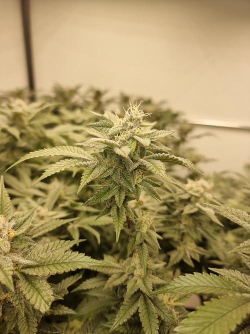 Monster cropped. Lemon cherry gelato. Week 23