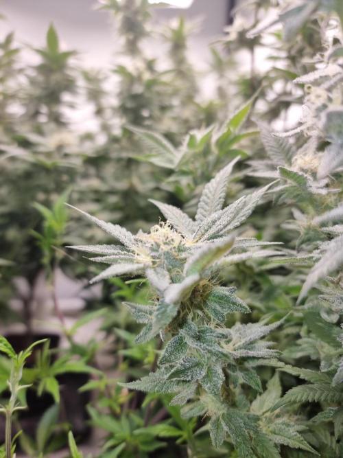 Monster cropped. Lemon cherry gelato. Week 23