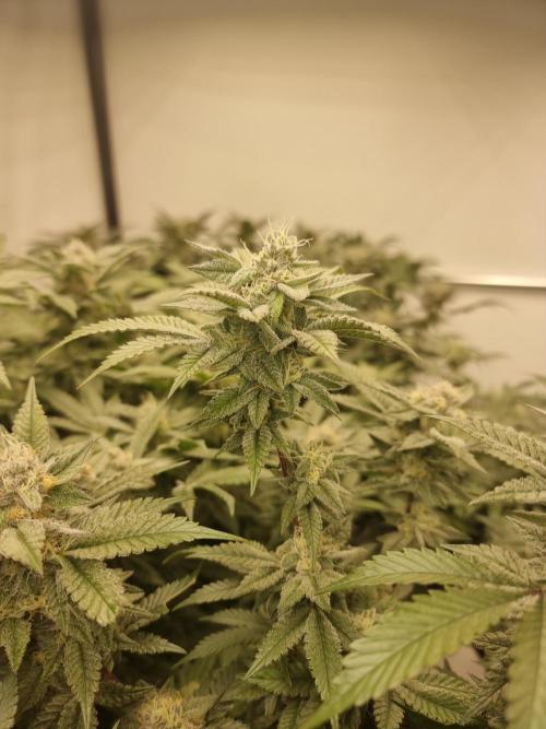 Monster cropped. Lemon cherry gelato. Week 23
