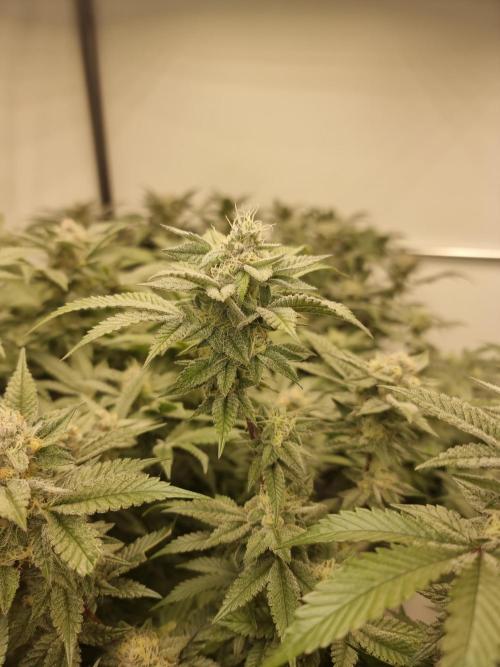 Monster cropped. Lemon cherry gelato. Week 23