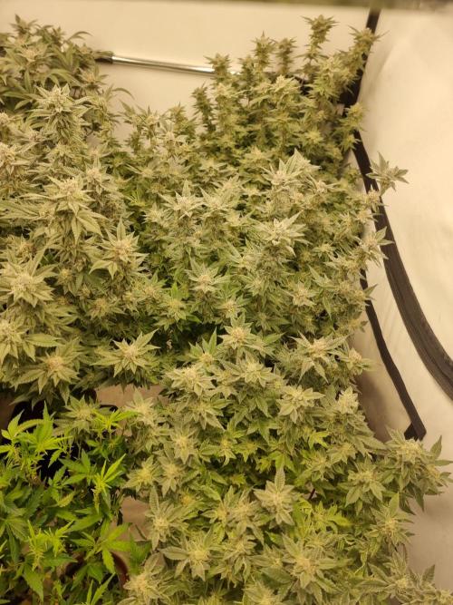 Monster cropped. Lemon cherry gelato. Week 23