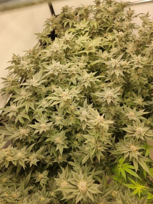Monster cropped. Lemon cherry gelato. Week 23