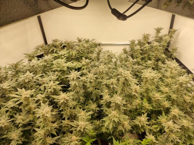 Monster cropped. Lemon cherry gelato. Week 23