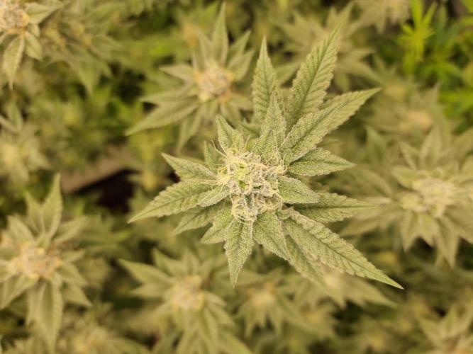 Monster cropped. Lemon cherry gelato. Week 23