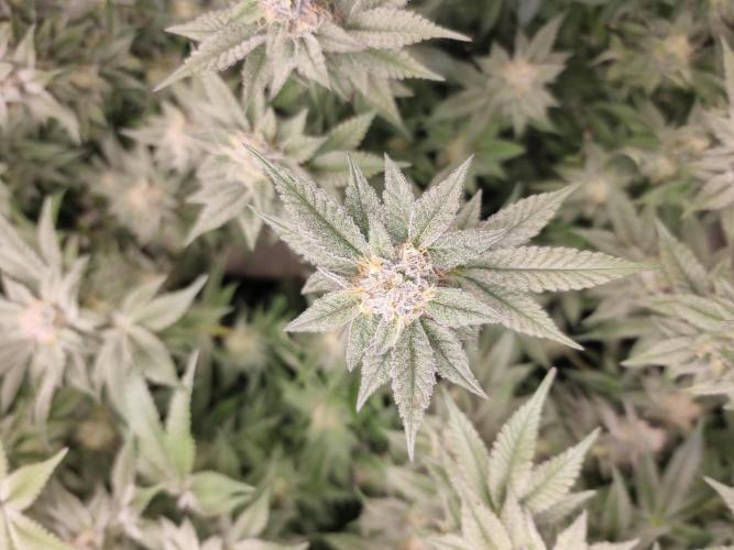 Monster cropped. Lemon cherry gelato. Week 23