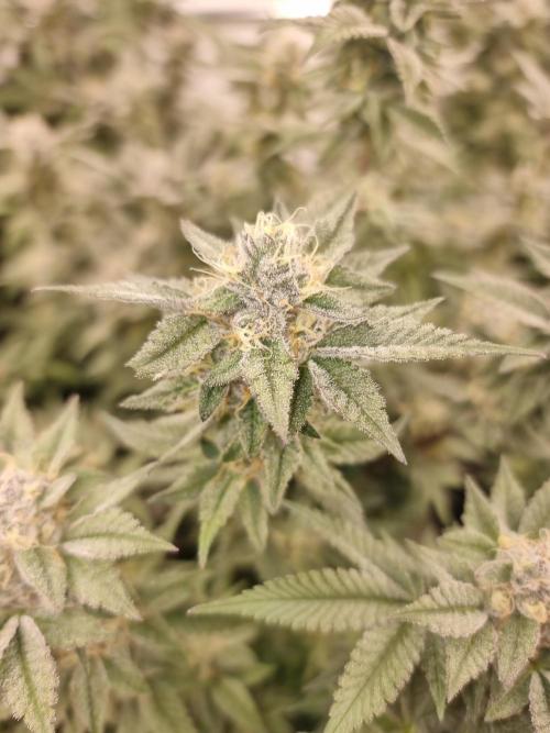 Monster cropped. Lemon cherry gelato. Week 23