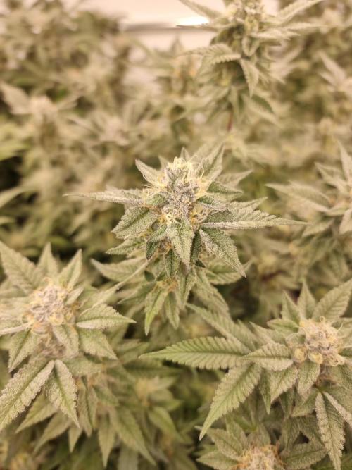 Monster cropped. Lemon cherry gelato. Week 23