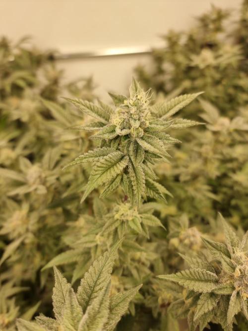 Monster cropped. Lemon cherry gelato. Week 23