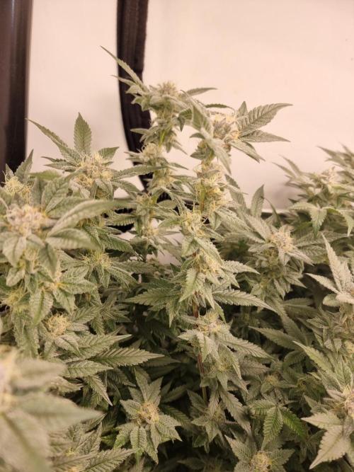 Monster cropped. Lemon cherry gelato. Week 23