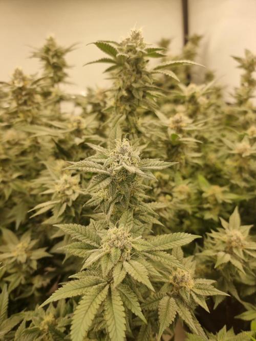Monster cropped. Lemon cherry gelato. Week 23