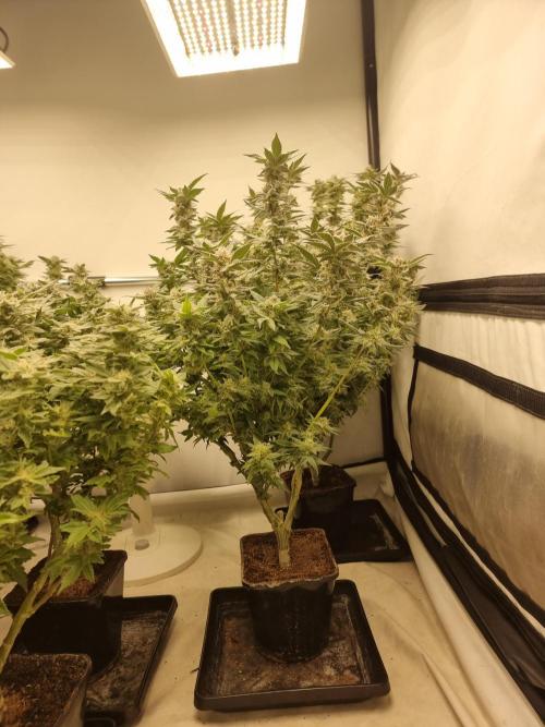 Monster cropped. Lemon cherry gelato. Week 23