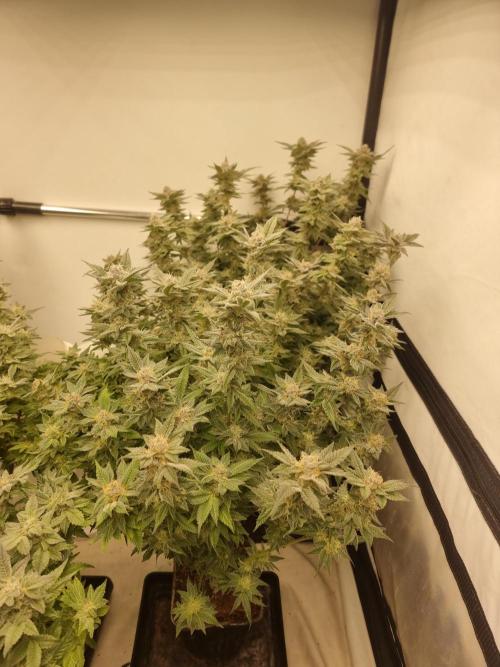 Monster cropped. Lemon cherry gelato. Week 23