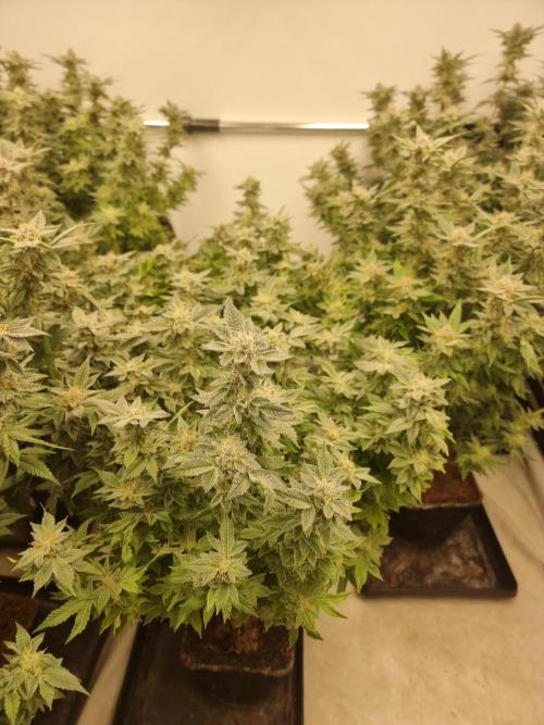 Monster cropped. Lemon cherry gelato. Week 23