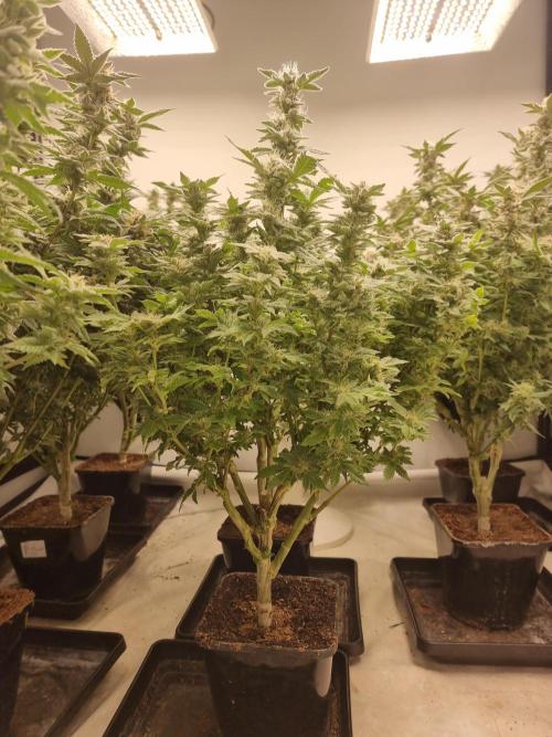 Monster cropped. Lemon cherry gelato. Week 23