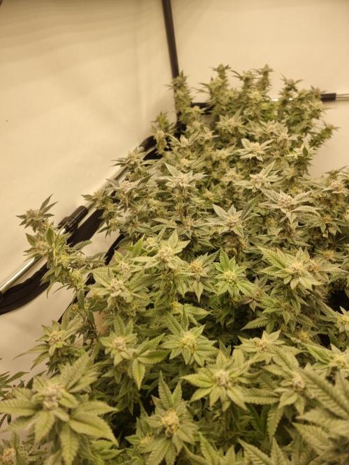 Monster cropped. Lemon cherry gelato. Week 23