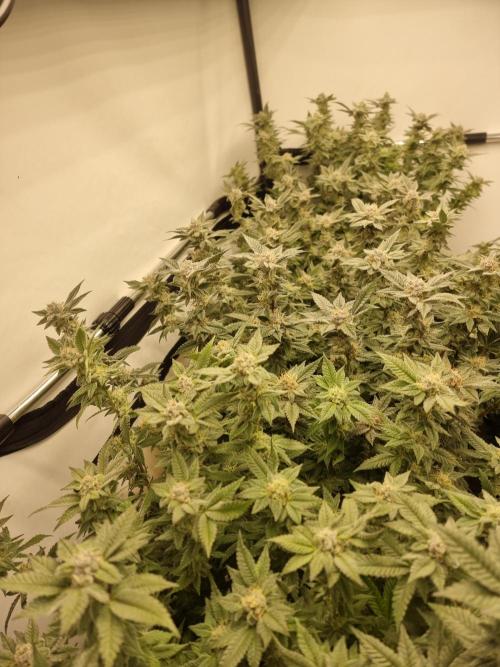 Monster cropped. Lemon cherry gelato. Week 23