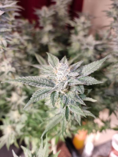 Monster cropped. Lemon cherry gelato. Week 23