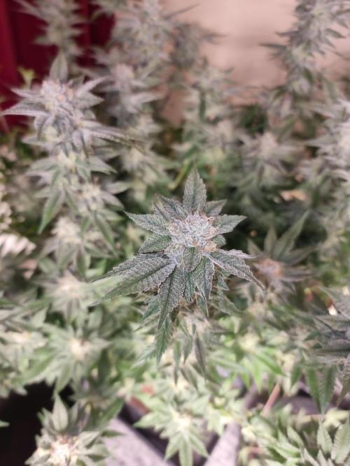 Monster cropped. Lemon cherry gelato. Week 23