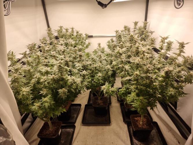 Monster cropped. Lemon cherry gelato. Week 23