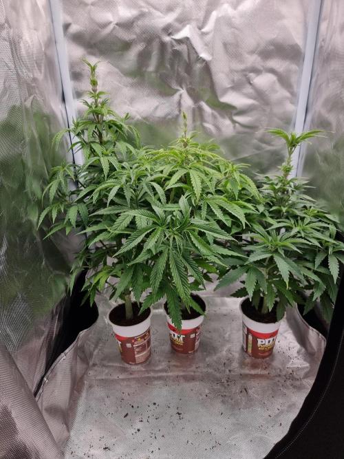 Blue zushi. dutch passion.. Week 6 - Rootbound