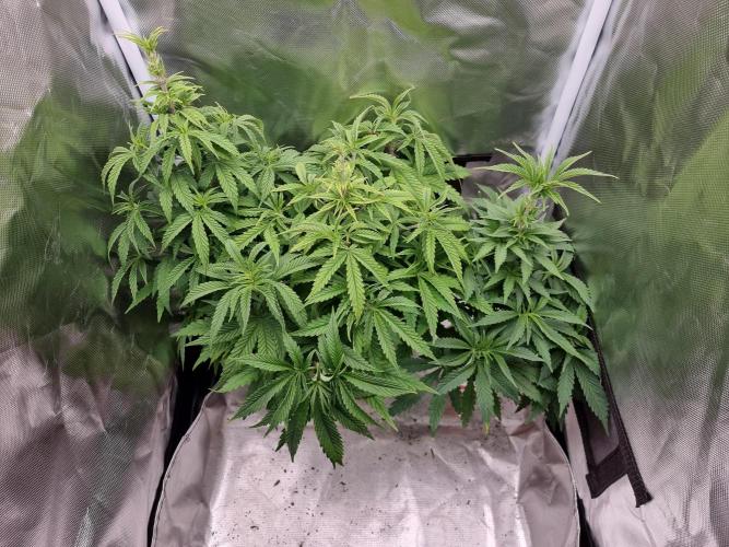 Blue zushi. dutch passion.. Week 6