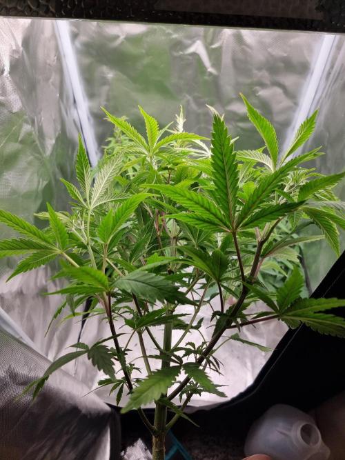 Blue zushi. dutch passion.. Week 6