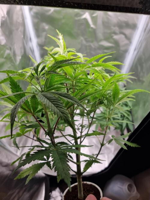 Blue zushi. dutch passion.. Week 6