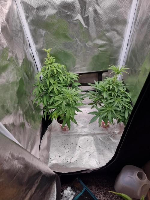 Blue zushi. dutch passion.. Week 6