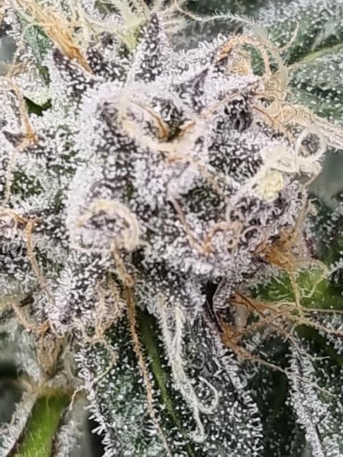 Monster cropped. Lemon cherry gelato. Week 24