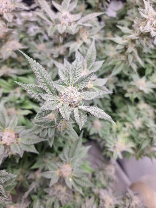 Monster cropped. Lemon cherry gelato. Week 24