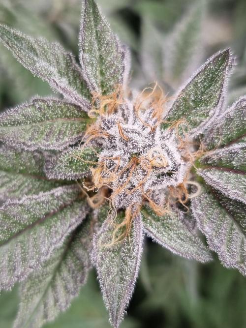 Monster cropped. Lemon cherry gelato. Week 24